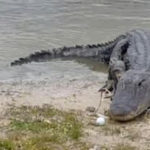 alligator floride mange balle de golf