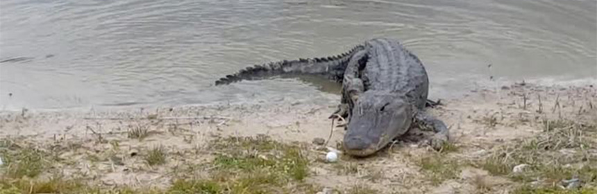 alligator floride mange balle de golf